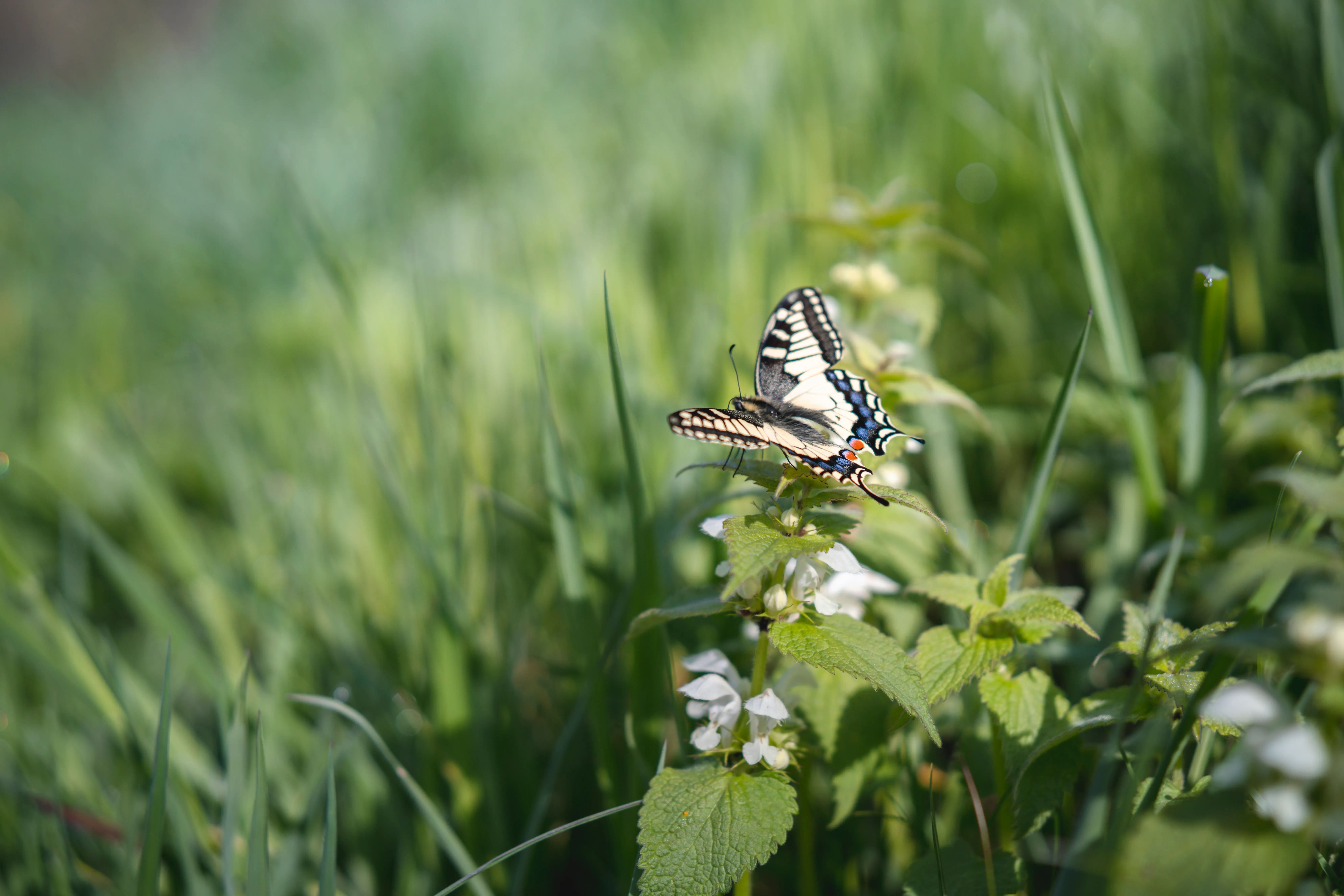 Tiny but Premium AF 45mm F1.8 FE